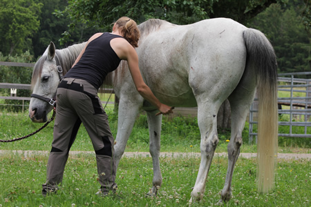 Sarah Novak behandelt die Faszien eines Pferdes