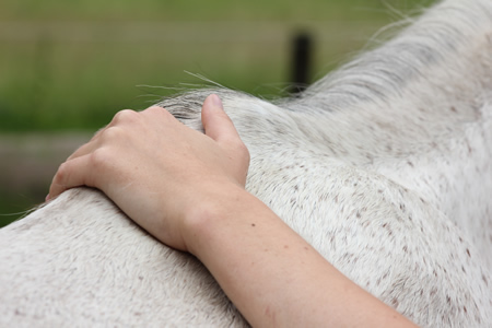 Ruhende Hand am Pferde-Wiederrist